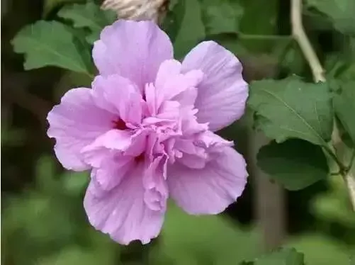木槿花是什么颜色,木槿花都有什么颜色的？有没有白色的？大概是长什么样子？