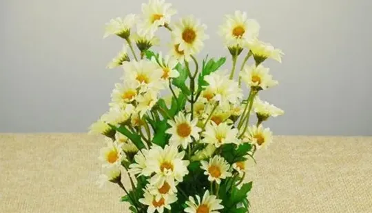 紫色雏菊是送给死去的人吗,雏菊代表什么？能送人么？