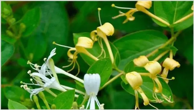 金银花种植要点 | 常识大全