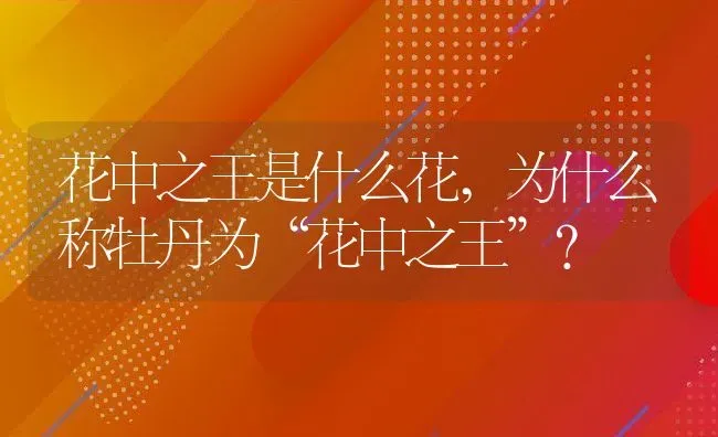 花中之王是什么花,为什么称牡丹为“花中之王”？ | 养殖科普