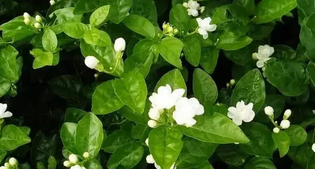 茉莉花是什么颜色,茉莉花有几种颜色？