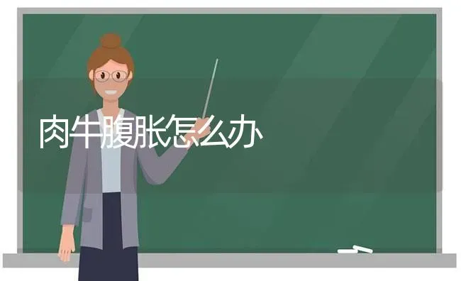 肉牛腹胀怎么办 | 养殖技术大全