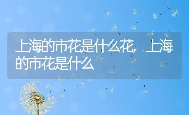 上海的市花是什么花,上海的市花是什么 | 养殖学堂