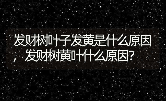 发财树叶子发黄是什么原因,发财树黄叶什么原因？ | 养殖科普