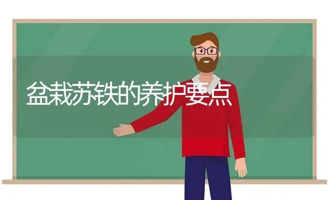 盆栽苏铁的养护要点 | 养殖知识