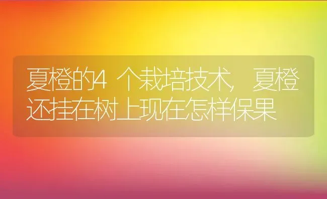 夏橙的4个栽培技术,夏橙还挂在树上现在怎样保果 | 养殖学堂