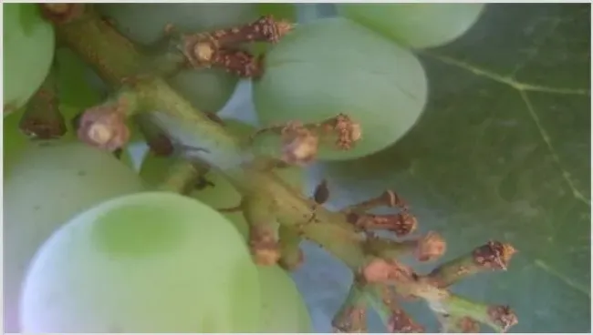 夏黑葡萄掉粒严重原因 | 妙招大全