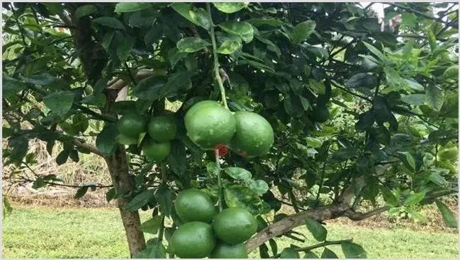 夏威夷果的种植技术介绍 | 生活妙招