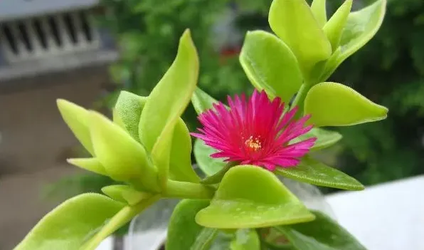 牡丹吊兰叶片变薄 | 妙招大全