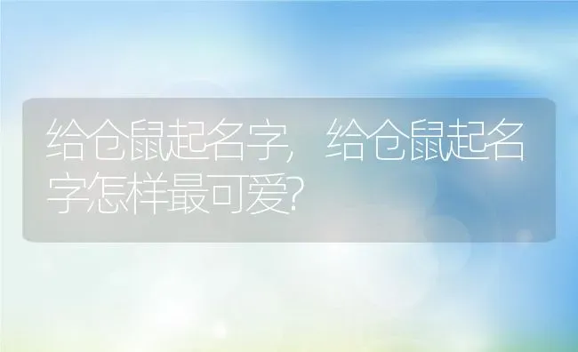 给仓鼠起名字,给仓鼠起名字怎样最可爱? | 养殖科普