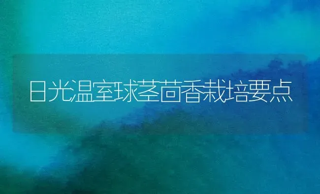 日光温室球茎茴香栽培要点 | 养殖知识