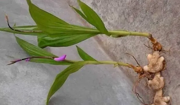 怎样种植白芨,白芨种植技术：白芨怎么种植才能高产？