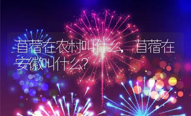 苜蓿在农村叫什么,苜蓿在安徽叫什么？ | 养殖科普