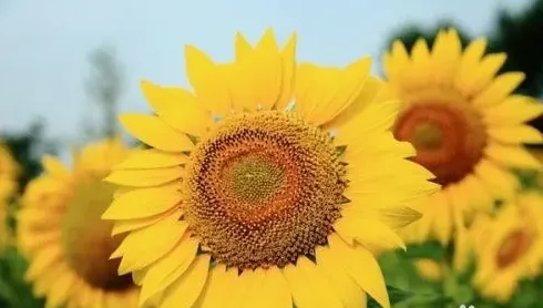 太阳花怎么种植方法,营养土太阳花种植方法？