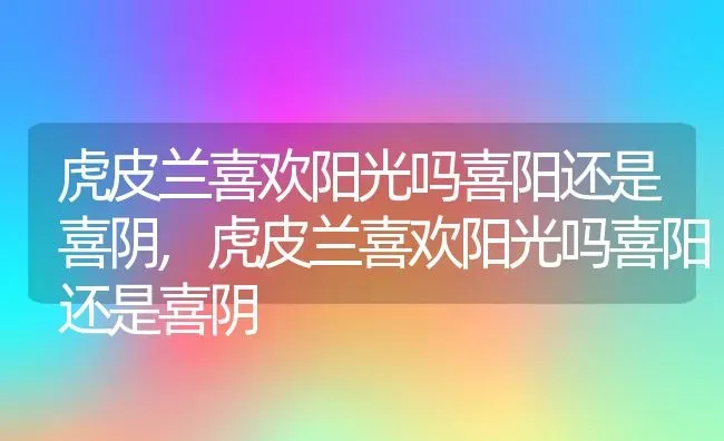 虎皮兰喜欢阳光吗喜阳还是喜阴,虎皮兰喜欢阳光吗喜阳还是喜阴 | 养殖科普