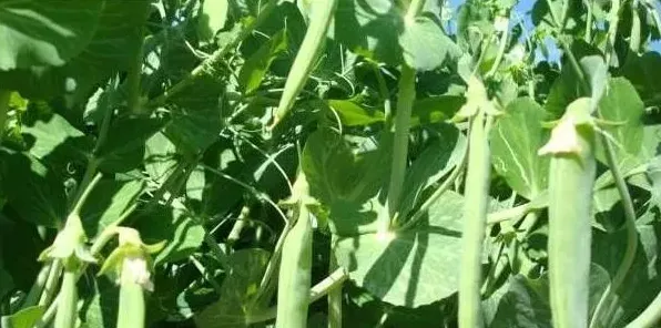 豌豆的种植时间及高产管理技巧 | 生活妙招