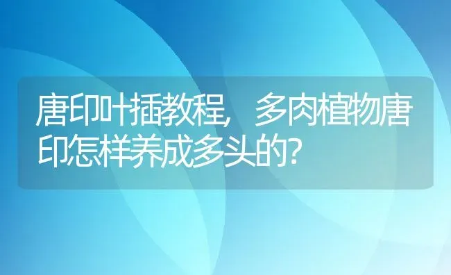 唐印叶插教程,多肉植物唐印怎样养成多头的？ | 养殖科普