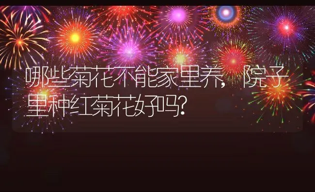 哪些菊花不能家里养,院子里种红菊花好吗? | 养殖学堂