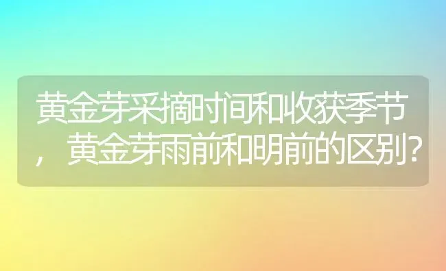 黄金芽采摘时间和收获季节,黄金芽雨前和明前的区别？ | 养殖科普