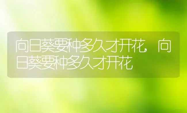 向日葵要种多久才开花,向日葵要种多久才开花 | 养殖科普
