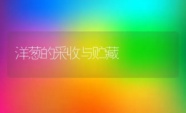 洋葱的采收与贮藏 | 养殖技术大全