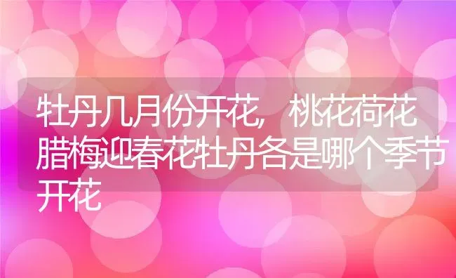 牡丹几月份开花,桃花荷花腊梅迎春花牡丹各是哪个季节开花 | 养殖学堂