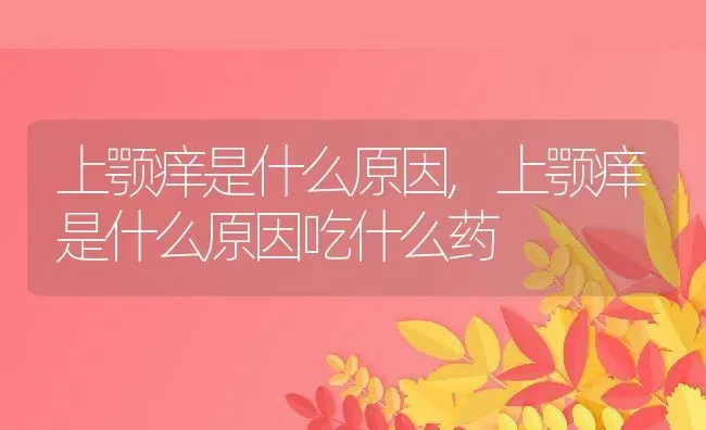 上颚痒是什么原因,上颚痒是什么原因吃什么药 | 养殖学堂