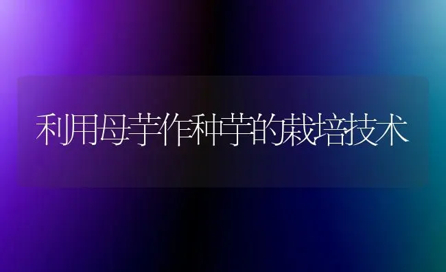 利用母芋作种芋的栽培技术 | 养殖技术大全