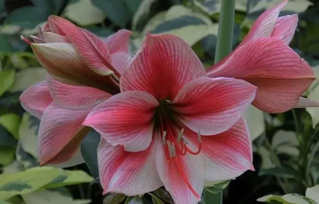 石蒜科花卉有哪些,石蒜科花卉主要有哪些品种？
