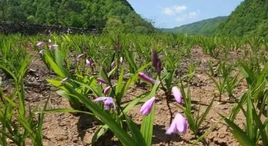 怎样种植白芨,白芨种植技术：白芨怎么种植才能高产？