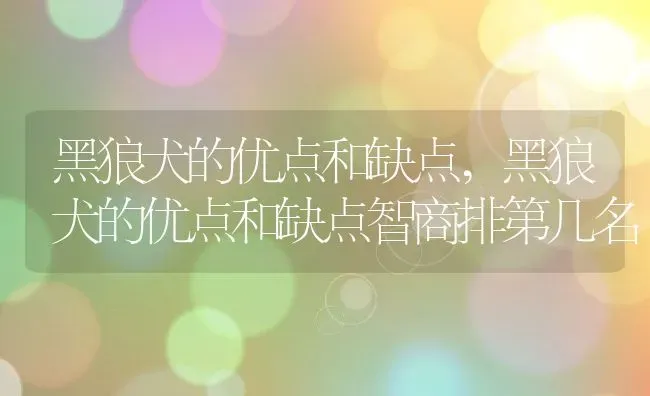 黑狼犬的优点和缺点,黑狼犬的优点和缺点智商排第几名 | 养殖资料