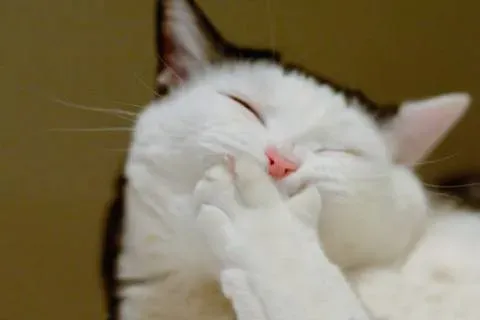 猫呕吐黄水泡沫粘液,还不吃东西,我家猫咪从昨天总是呕吐。开始是吐黄黄东西，后来吐白沫。现在还不吃不喝，精神很不好。该怎么办？