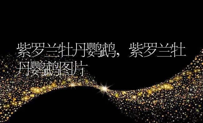 紫罗兰牡丹鹦鹉,紫罗兰牡丹鹦鹉图片 | 养殖资料