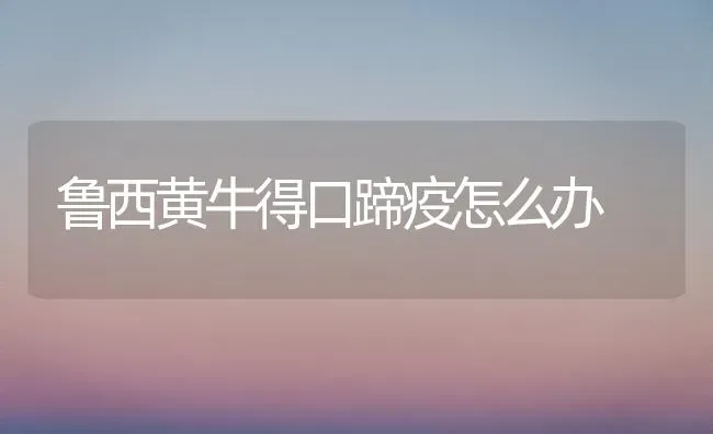 鲁西黄牛得口蹄疫怎么办 | 养殖技术大全