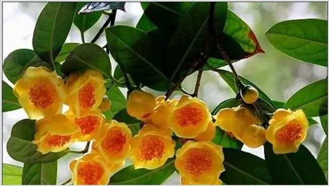 金花茶的种植方法 | 实用知识