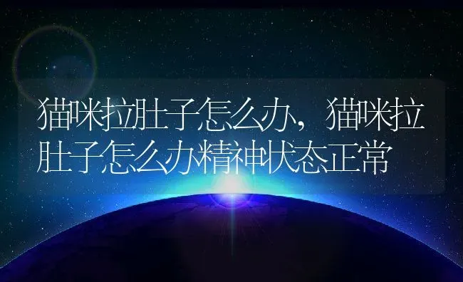 猫咪拉肚子怎么办,猫咪拉肚子怎么办精神状态正常 | 养殖科普