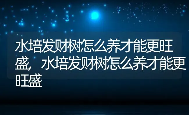 水培发财树怎么养才能更旺盛,水培发财树怎么养才能更旺盛 | 养殖科普