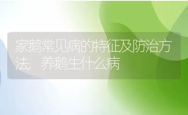 家鹅常见病的特征及防治方法,养鹅生什么病 | 养殖学堂