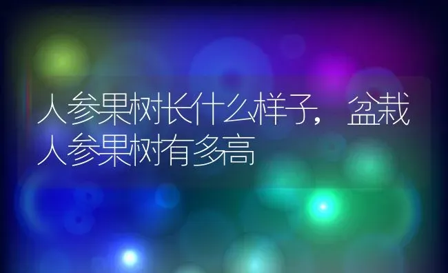 人参果树长什么样子,盆栽人参果树有多高 | 养殖学堂