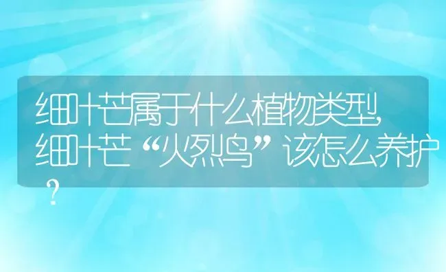 细叶芒属于什么植物类型,细叶芒“火烈鸟”该怎么养护？ | 养殖科普