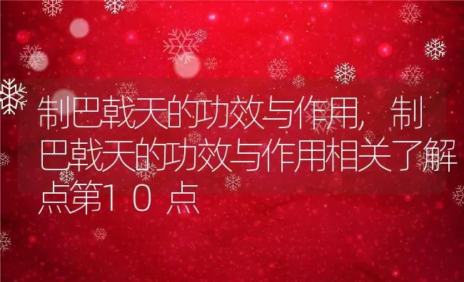 制巴戟天的功效与作用,制巴戟天的功效与作用相关了解点第10点 | 养殖科普