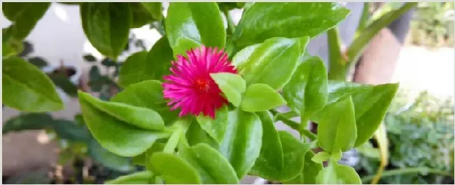 牡丹吊兰叶片变薄 | 妙招大全