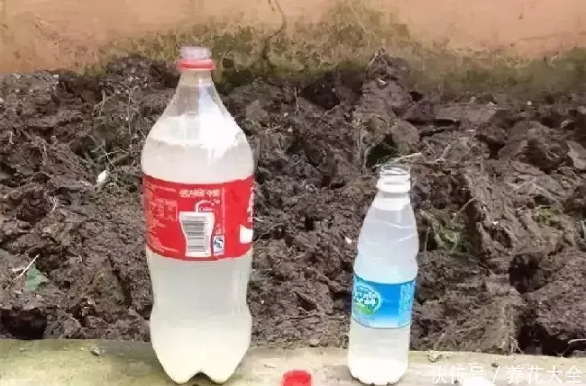 淘米水发酵后臭了还能浇花吗,淘米水发酵很臭咋洗头？