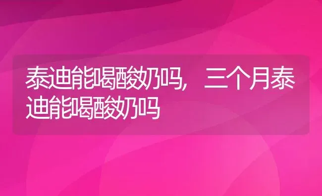 泰迪能喝酸奶吗,三个月泰迪能喝酸奶吗 | 养殖科普