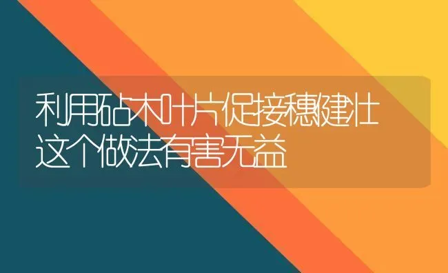 利用砧木叶片促接穗健壮 这个做法有害无益 | 养殖知识