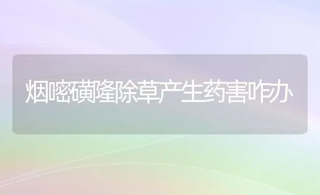 烟嘧磺隆除草产生药害咋办 | 养殖技术大全