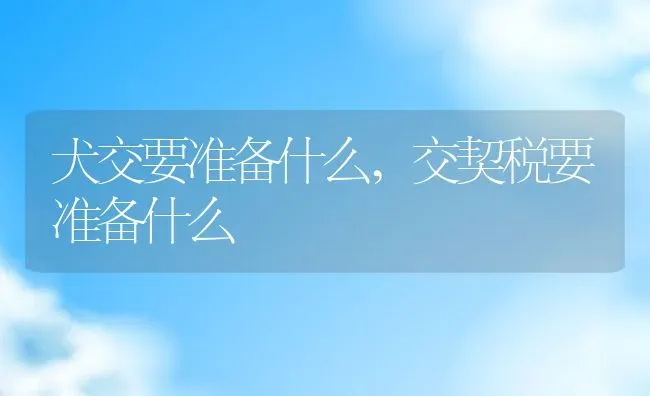 犬交要准备什么,交契税要准备什么 | 养殖科普
