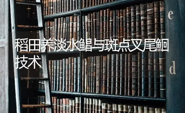 稻田养淡水鲳与斑点叉尾鮰技术 | 养殖知识