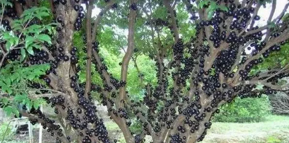 嘉宝果的生长习性和种植方法 | 生活妙招