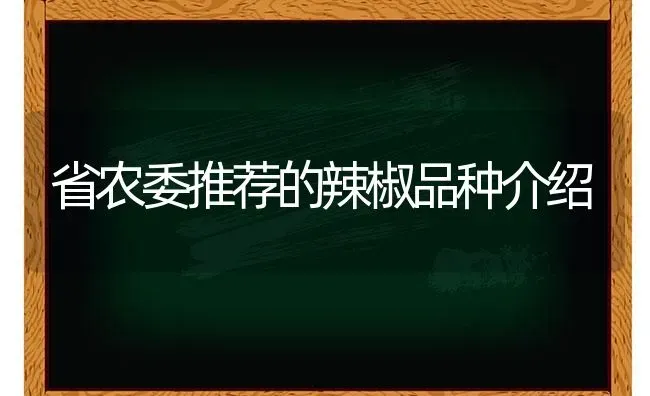 省农委推荐的辣椒品种介绍 | 养殖技术大全